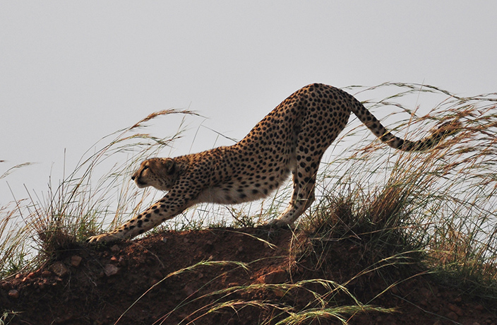 cheetah-sillo-1297ff.jpg