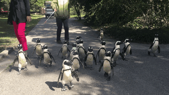 penguins-walk-01-22f869.gif