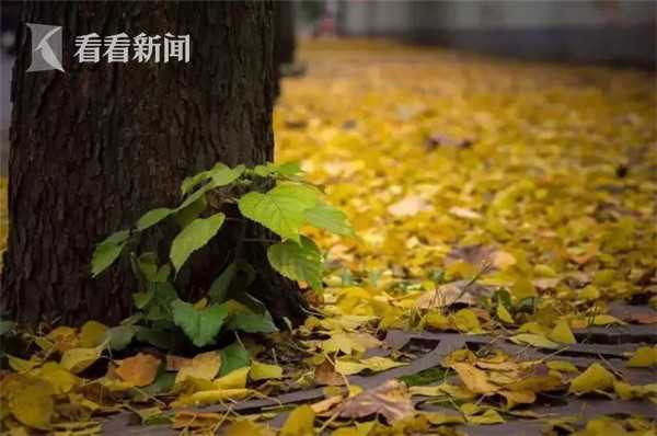 fallen-foliage-01-537cda.jpg