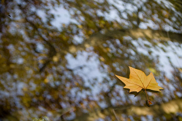 fallen-foliage-04-57c4cb.jpg