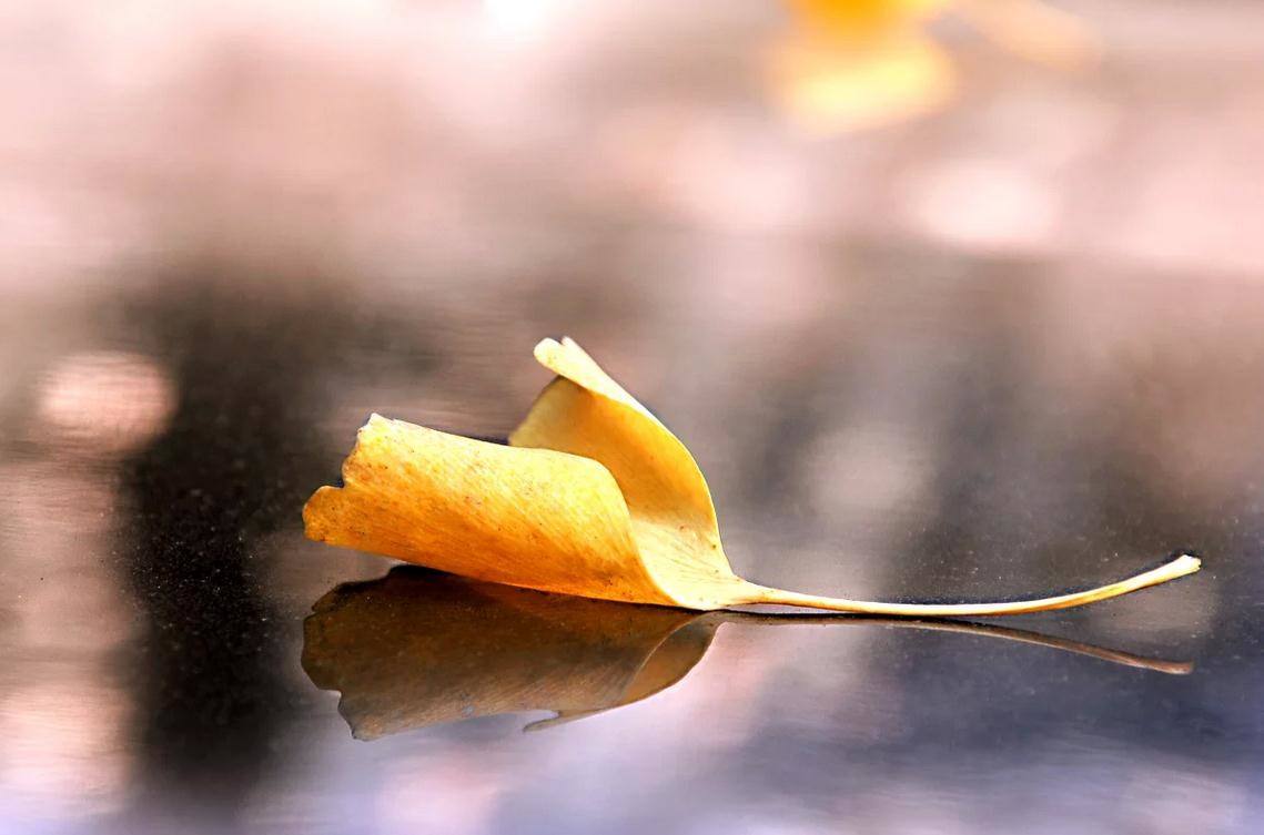 Falling-Leaf-via-Baidu-ec88c3.jpg